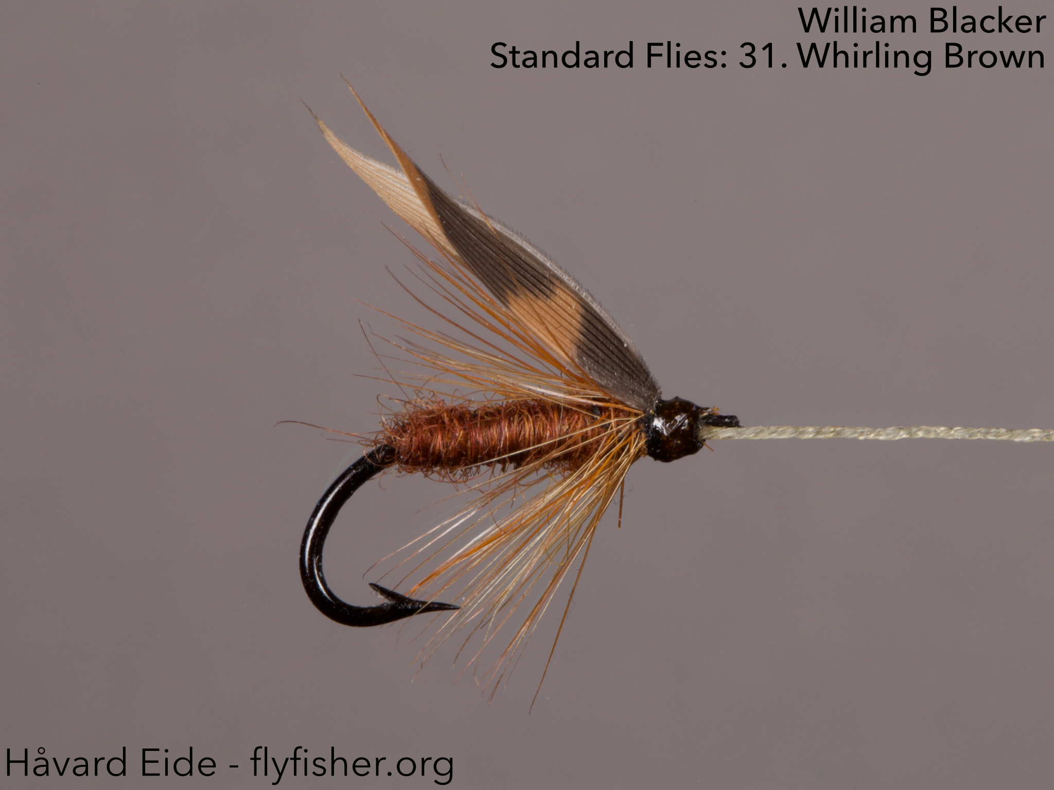 3 X WHICKHAM'S FANCY DRY TROUT FLY  size 10,12,14 available