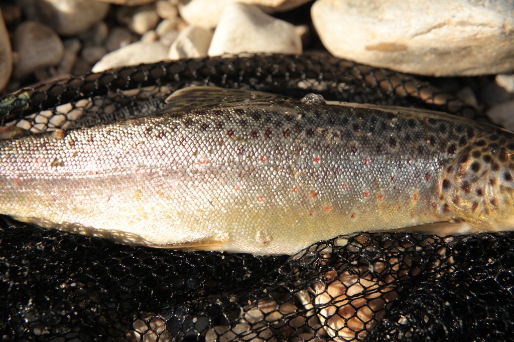 2013.08.dryfly.me.trout