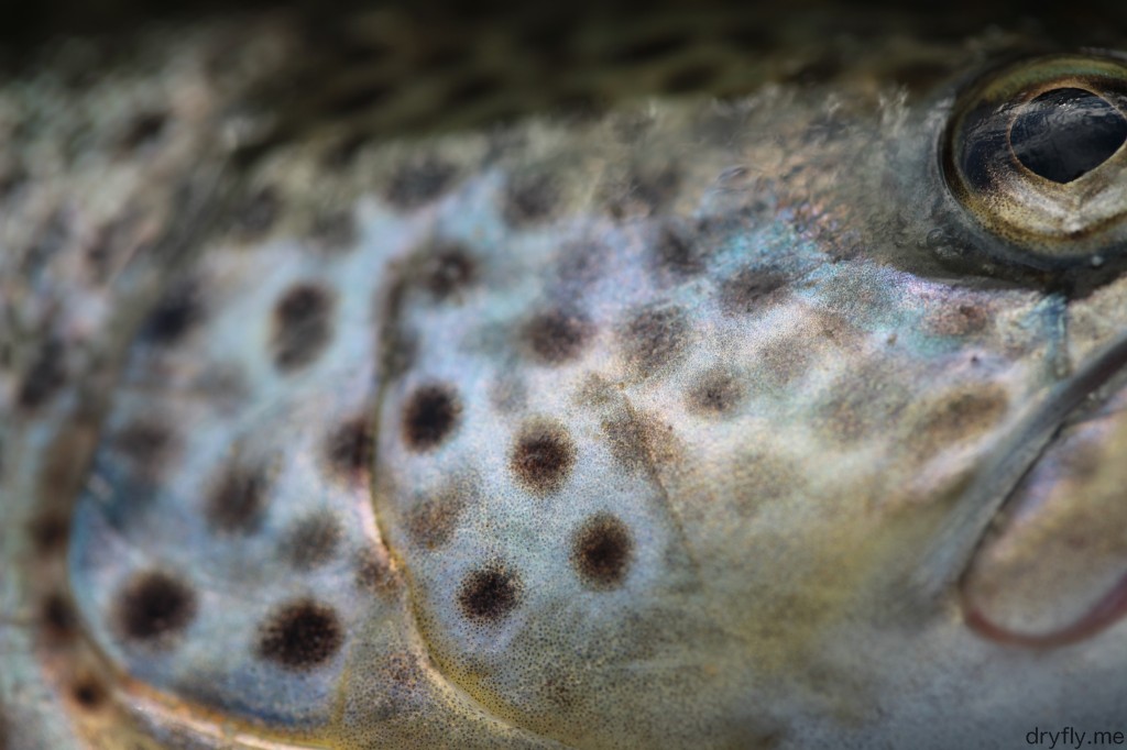dryfly.me.2013.09.image_trout_eye