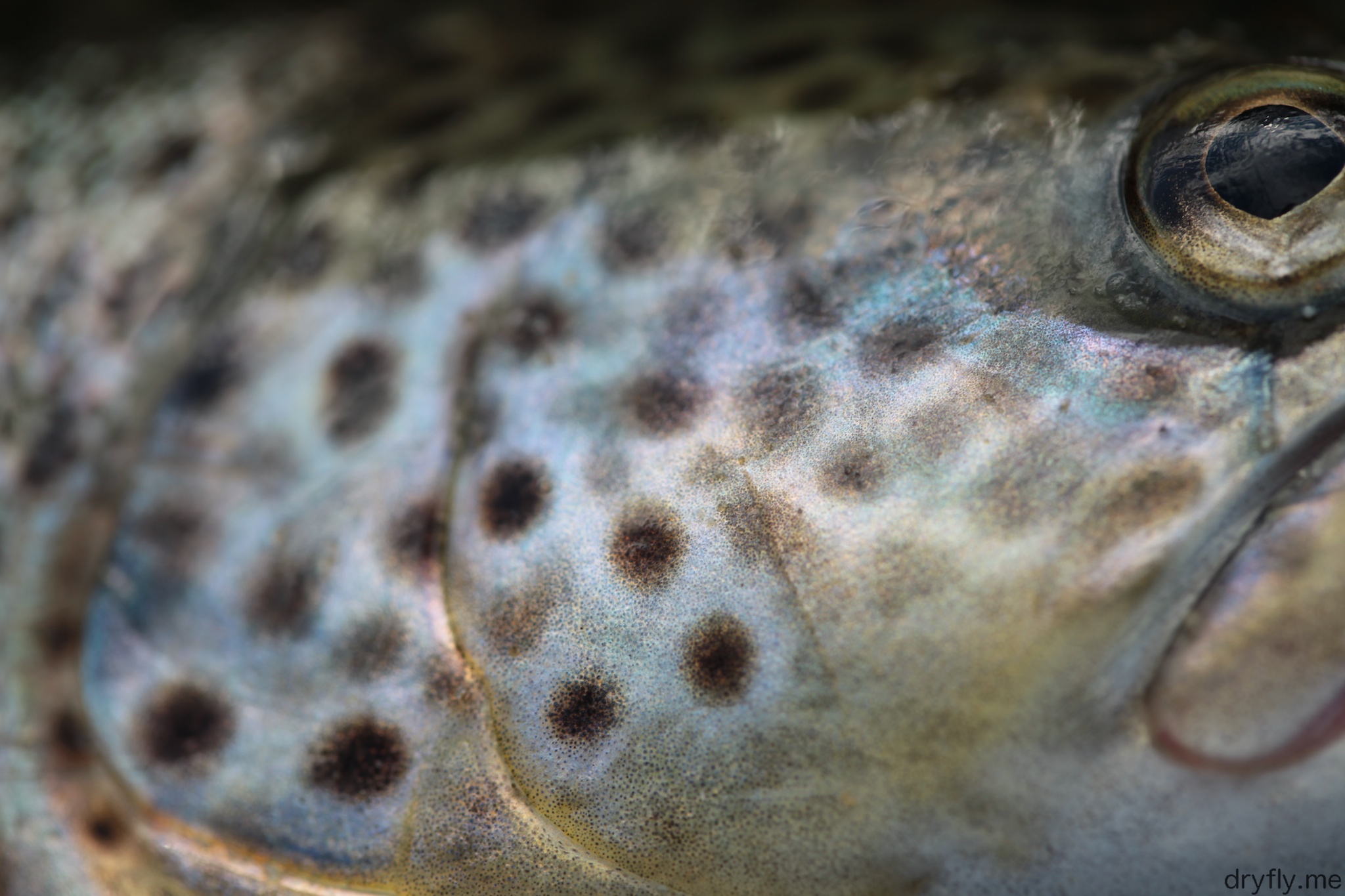 Picture Trout Eye