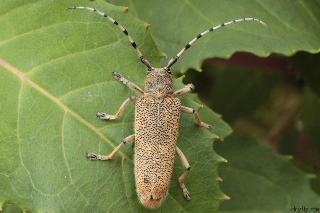 dryfly.me.2013.09.the_bug