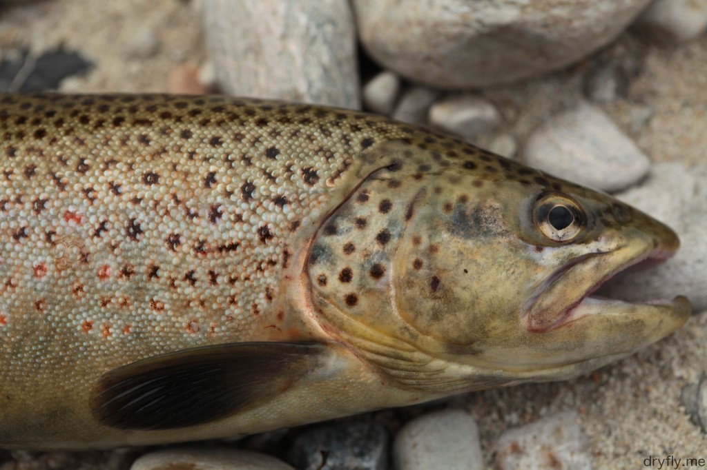 dryfly.me.2013.09.trout_front