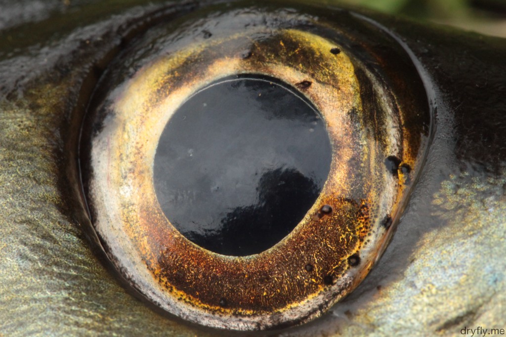 dryfly.me.2013.10.17.the_eye