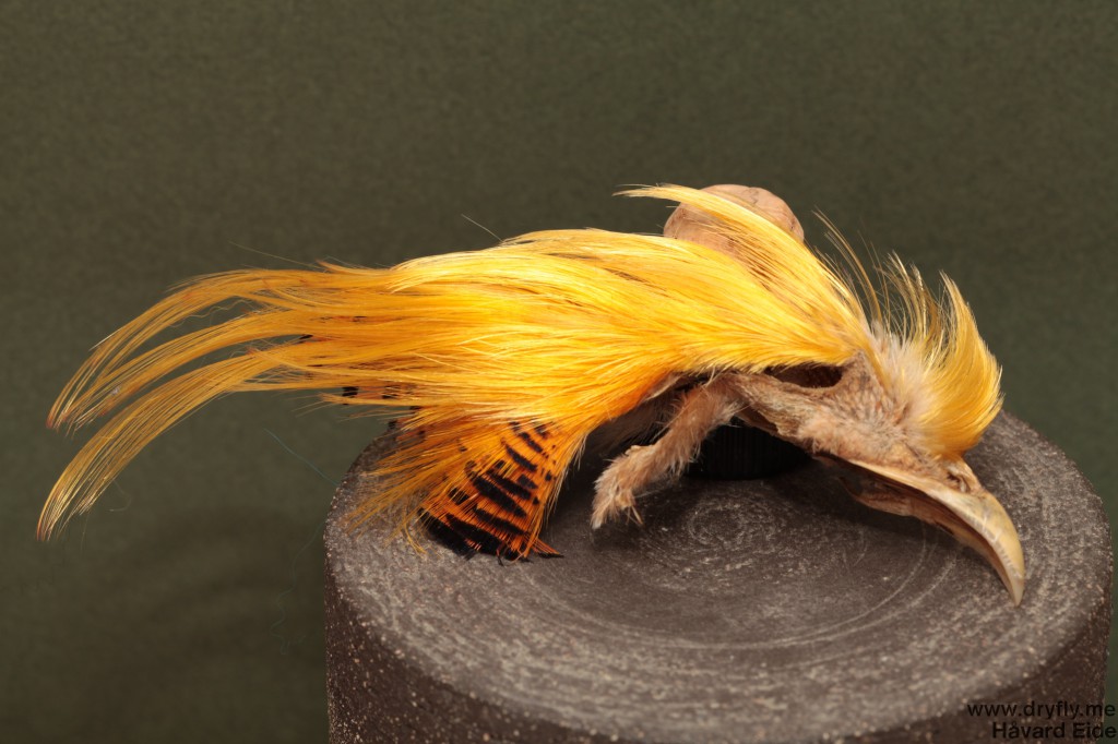 dryfly.me.2014.01.18.double_salmon_golden_pheasant