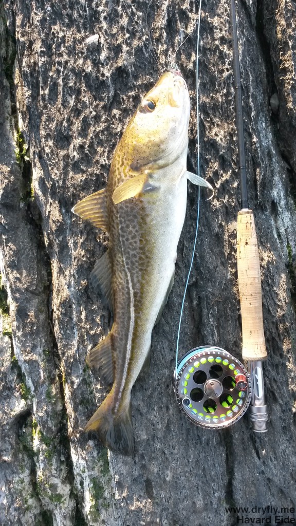 dryfly.me.2014.03.30.fishing_cod1