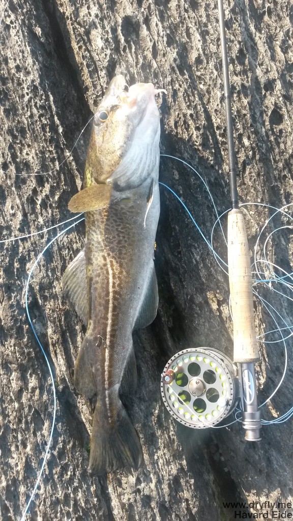 dryfly.me.2014.03.30.fishing_cod2