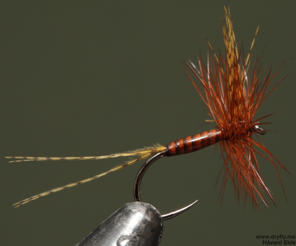 2014.09.14.dryfly.me.dry_hackle