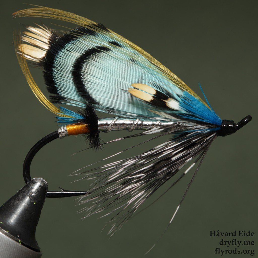 2015.05.13.dryfly.me.lady_amherst_blue