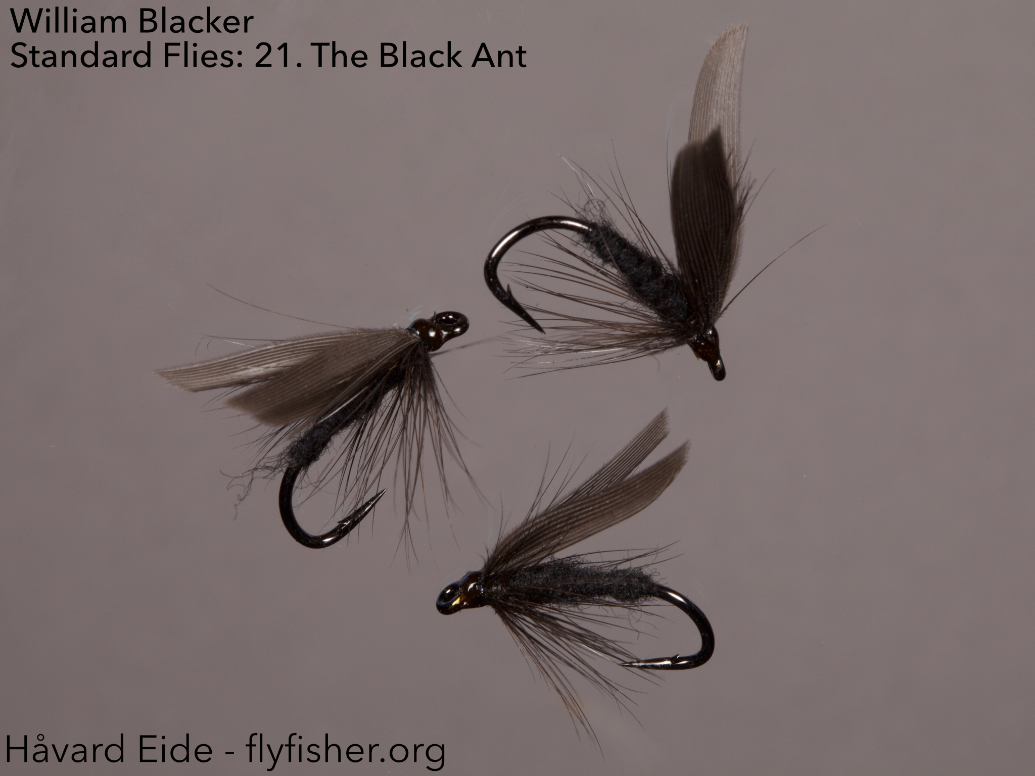 William Blacker Standard Flies 21. The Black Ant